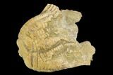 Fossil Crinoid (Zeacrinites) - Alabama #122395-1